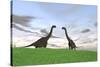 Two Large Brachiosaurus in a Grassy Field-null-Stretched Canvas