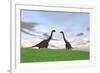 Two Large Brachiosaurus in a Grassy Field-null-Framed Art Print