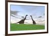 Two Large Brachiosaurus in a Grassy Field-null-Framed Art Print