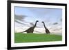 Two Large Brachiosaurus in a Grassy Field-null-Framed Art Print