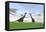 Two Large Brachiosaurus in a Grassy Field-null-Framed Stretched Canvas