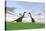Two Large Brachiosaurus in a Grassy Field-null-Stretched Canvas