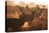 Two Large Deer Stags' Backlit Breath on an Early Misty Morning in Richmond Park-Alex Saberi-Stretched Canvas