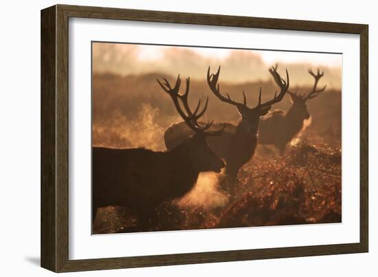 Two Large Deer Stags' Backlit Breath on an Early Misty Morning in Richmond Park-Alex Saberi-Framed Photographic Print