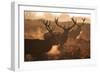 Two Large Deer Stags' Backlit Breath on an Early Misty Morning in Richmond Park-Alex Saberi-Framed Photographic Print