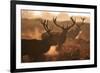 Two Large Deer Stags' Backlit Breath on an Early Misty Morning in Richmond Park-Alex Saberi-Framed Photographic Print