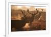 Two Large Deer Stags' Backlit Breath on an Early Misty Morning in Richmond Park-Alex Saberi-Framed Photographic Print