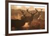 Two Large Deer Stags' Backlit Breath on an Early Misty Morning in Richmond Park-Alex Saberi-Framed Photographic Print