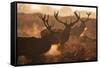 Two Large Deer Stags' Backlit Breath on an Early Misty Morning in Richmond Park-Alex Saberi-Framed Stretched Canvas