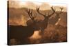 Two Large Deer Stags' Backlit Breath on an Early Misty Morning in Richmond Park-Alex Saberi-Stretched Canvas