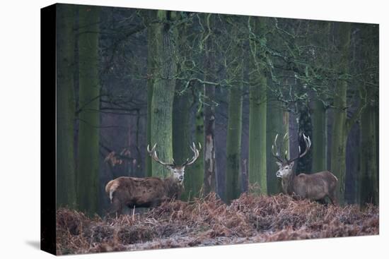 Two Large Deer Stags Stand their Ground in Forest in Winter-Alex Saberi-Stretched Canvas