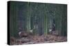 Two Large Deer Stags Stand their Ground in Forest in Winter-Alex Saberi-Stretched Canvas