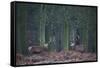 Two Large Deer Stags Stand their Ground in Forest in Winter-Alex Saberi-Framed Stretched Canvas