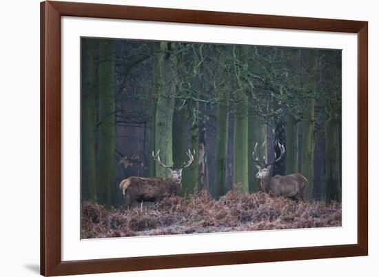 Two Large Deer Stags Stand their Ground in Forest in Winter-Alex Saberi-Framed Photographic Print