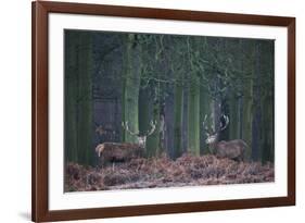 Two Large Deer Stags Stand their Ground in Forest in Winter-Alex Saberi-Framed Photographic Print