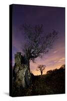 Two Large Oak Trees at Night in Richmond Park-Alex Saberi-Stretched Canvas