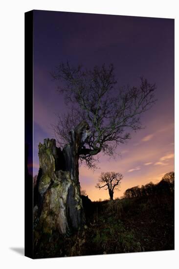 Two Large Oak Trees at Night in Richmond Park-Alex Saberi-Stretched Canvas