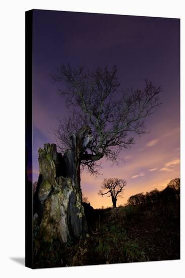 Two Large Oak Trees at Night in Richmond Park-Alex Saberi-Stretched Canvas