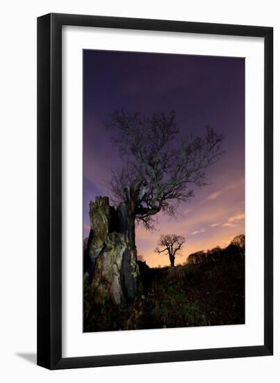 Two Large Oak Trees at Night in Richmond Park-Alex Saberi-Framed Photographic Print