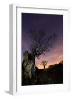 Two Large Oak Trees at Night in Richmond Park-Alex Saberi-Framed Photographic Print