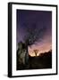 Two Large Oak Trees at Night in Richmond Park-Alex Saberi-Framed Photographic Print