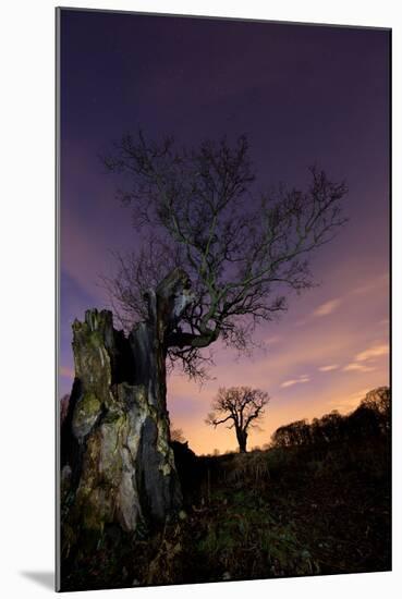 Two Large Oak Trees at Night in Richmond Park-Alex Saberi-Mounted Photographic Print