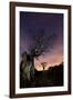 Two Large Oak Trees at Night in Richmond Park-Alex Saberi-Framed Photographic Print