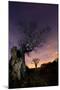 Two Large Oak Trees at Night in Richmond Park-Alex Saberi-Mounted Photographic Print