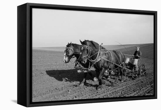 Two Large Work Horses Pull the Farmer and His Corn Seed Drill in Iowa, 1940s-null-Framed Stretched Canvas