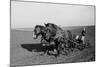 Two Large Work Horses Pull the Farmer and His Corn Seed Drill in Iowa, 1940s-null-Mounted Photo