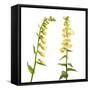 Two Large Yellow Foxgloves (Digitalis Lutea) in Flower, Digital Composite, Tirol, Austria-Benvie-Framed Stretched Canvas
