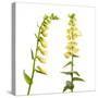 Two Large Yellow Foxgloves (Digitalis Lutea) in Flower, Digital Composite, Tirol, Austria-Benvie-Stretched Canvas