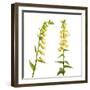 Two Large Yellow Foxgloves (Digitalis Lutea) in Flower, Digital Composite, Tirol, Austria-Benvie-Framed Photographic Print