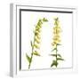 Two Large Yellow Foxgloves (Digitalis Lutea) in Flower, Digital Composite, Tirol, Austria-Benvie-Framed Photographic Print