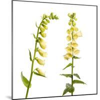 Two Large Yellow Foxgloves (Digitalis Lutea) in Flower, Digital Composite, Tirol, Austria-Benvie-Mounted Photographic Print