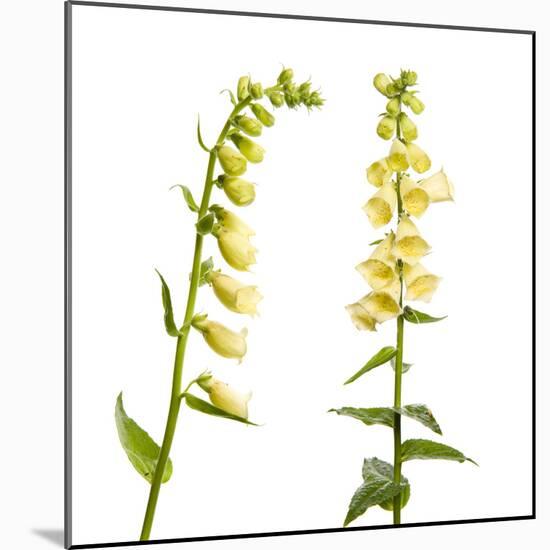 Two Large Yellow Foxgloves (Digitalis Lutea) in Flower, Digital Composite, Tirol, Austria-Benvie-Mounted Photographic Print