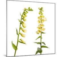 Two Large Yellow Foxgloves (Digitalis Lutea) in Flower, Digital Composite, Tirol, Austria-Benvie-Mounted Photographic Print