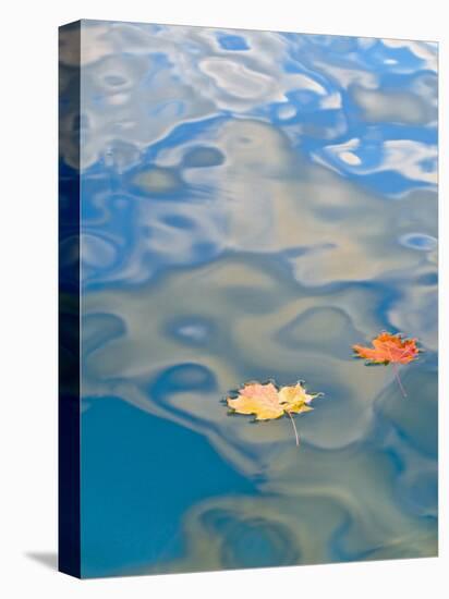 Two Leaves Floating on Pete's Lake, Upper Peninsula, Michigan, USA-Nancy Rotenberg-Stretched Canvas