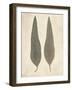 Two Leaves-Amy Melious-Framed Art Print