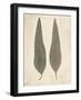 Two Leaves-Amy Melious-Framed Art Print