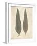 Two Leaves-Amy Melious-Framed Art Print