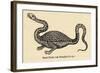 Two-Legged Non-Flying Dragon Perceived as an Animal Species Rather Than an Otherworldly Monster-Athanasius Kircher-Framed Art Print