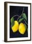 Two Lemons-Pamela Munger-Framed Art Print