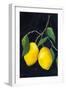 Two Lemons-Pamela Munger-Framed Art Print