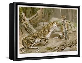 Two Leopards in the Wild-Wilhelm Kuhnert-Framed Stretched Canvas