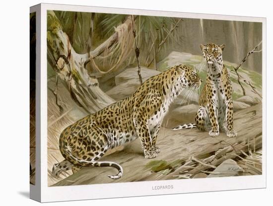 Two Leopards in the Wild-Wilhelm Kuhnert-Stretched Canvas