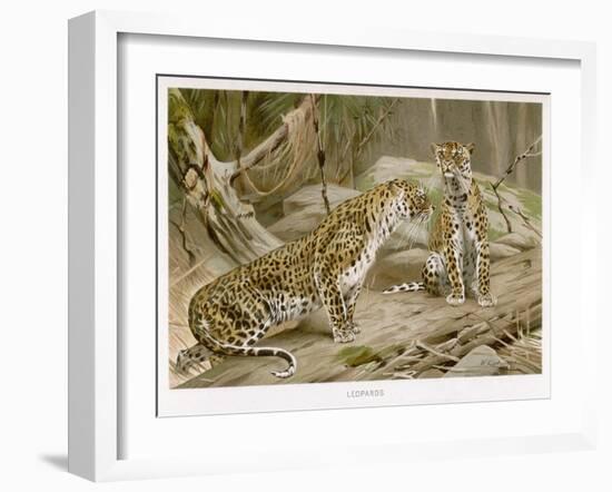 Two Leopards in the Wild-Wilhelm Kuhnert-Framed Art Print