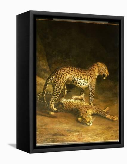 Two Leopards Lying in the Exeter Exchange, 1808-Jacques-Laurent Agasse-Framed Stretched Canvas