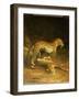 Two Leopards Lying in the Exeter Exchange, 1808-Jacques-Laurent Agasse-Framed Giclee Print