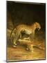 Two Leopards Lying in the Exeter Exchange, 1808-Jacques-Laurent Agasse-Mounted Giclee Print